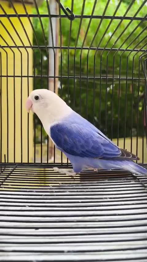 African Love Birds, farm video