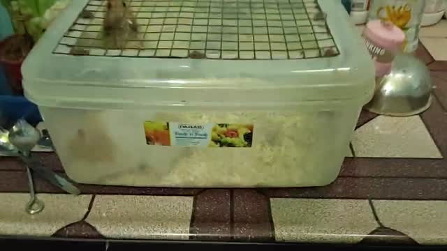 Dwarf Hamster Babies | Adults, farm video