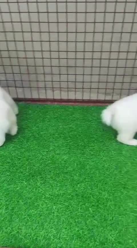 Pomeranian Puppy, farm video