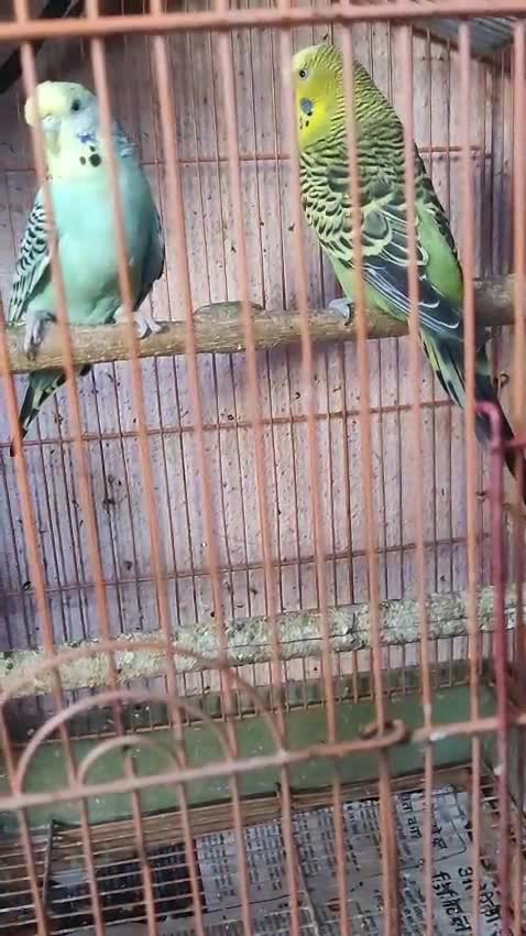 Holland Budgies, farm video