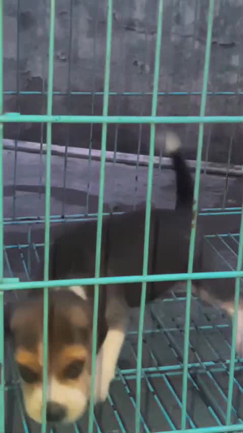Beagle Black & Tan Puppy, farm video