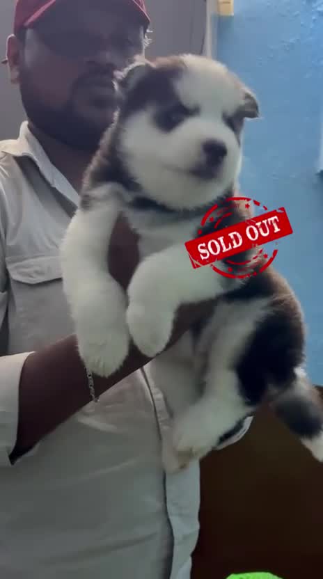 Siberian Husky Puppy | Black & White Color, farm video