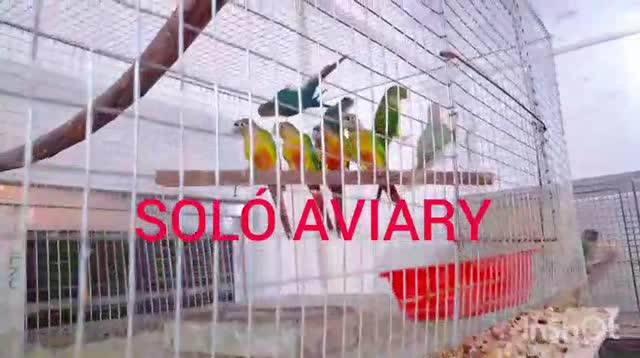 Pineapple Headed Conure, farm video