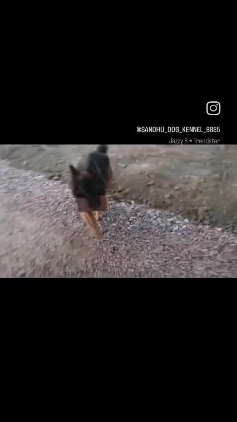 German Shepherd Puppy, farm video