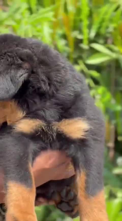 Rottweiler Puppy, farm video