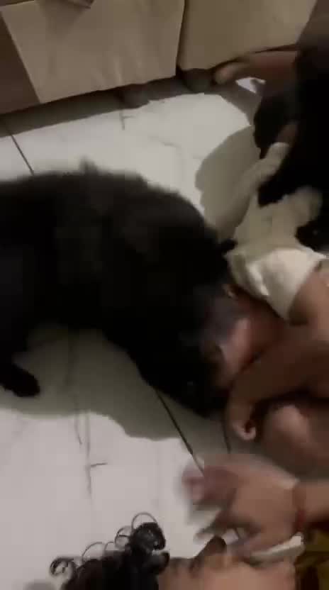 Toy Poodle Puppy, farm video
