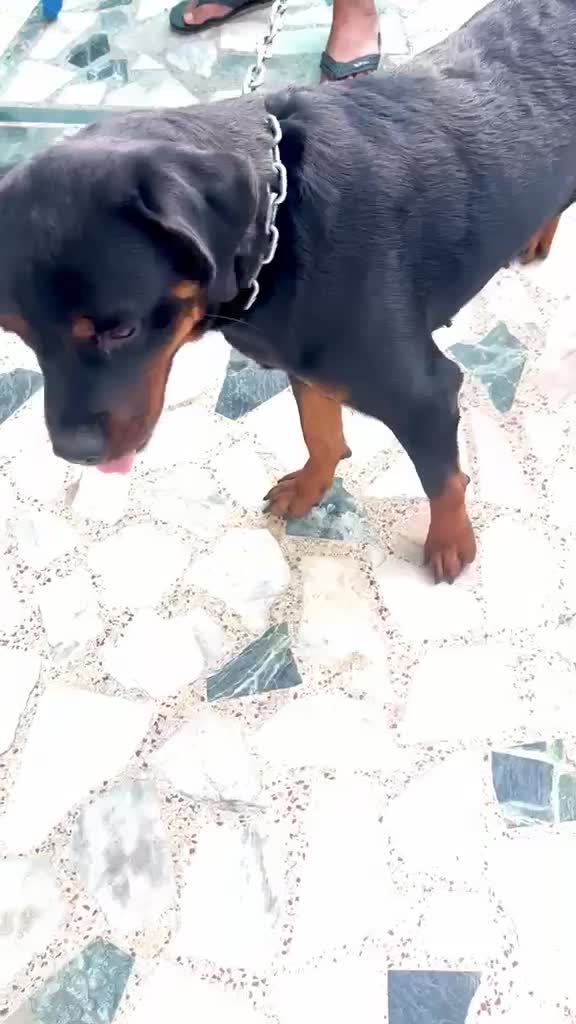 Rottweiler Puppy, farm video