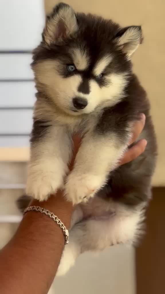 Siberian Husky Puppy | Black & White Color, farm video