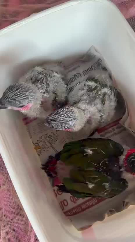 Chattering Lorikeet, farm video