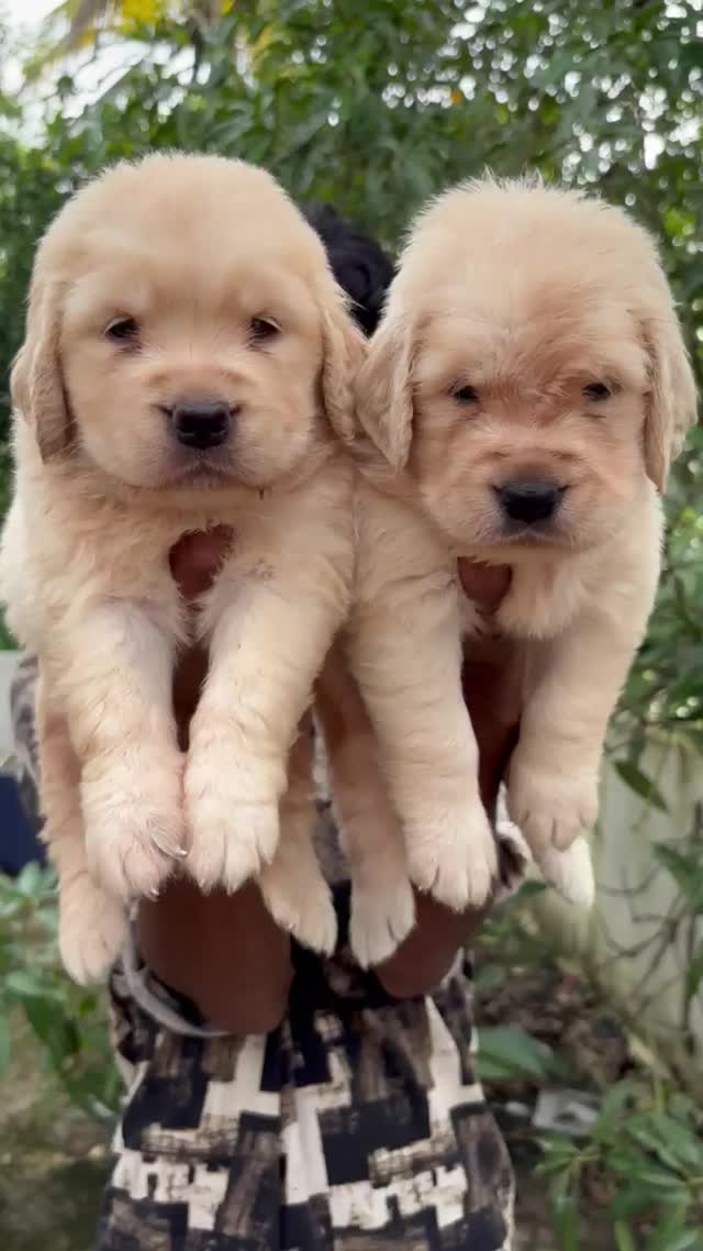 Golden Retriever, farm video