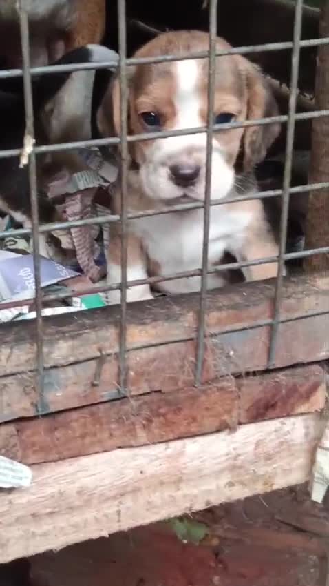 Beagle Black & Tan Puppy, farm video
