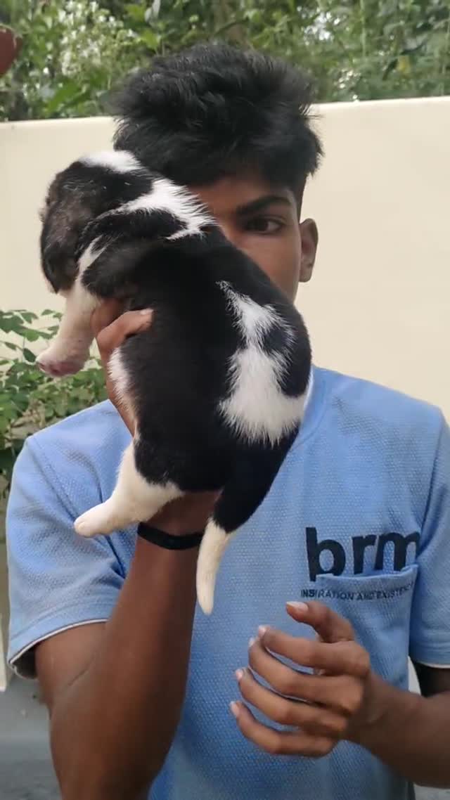 Beagle Black & Tan Puppy, farm video