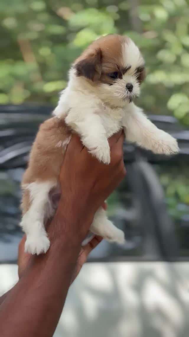 Shih Tzu | Black Color, farm video