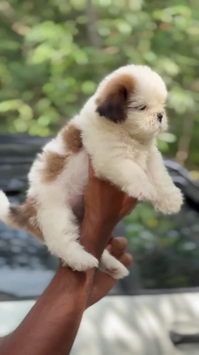 Shih Tzu | Black Color, farm video