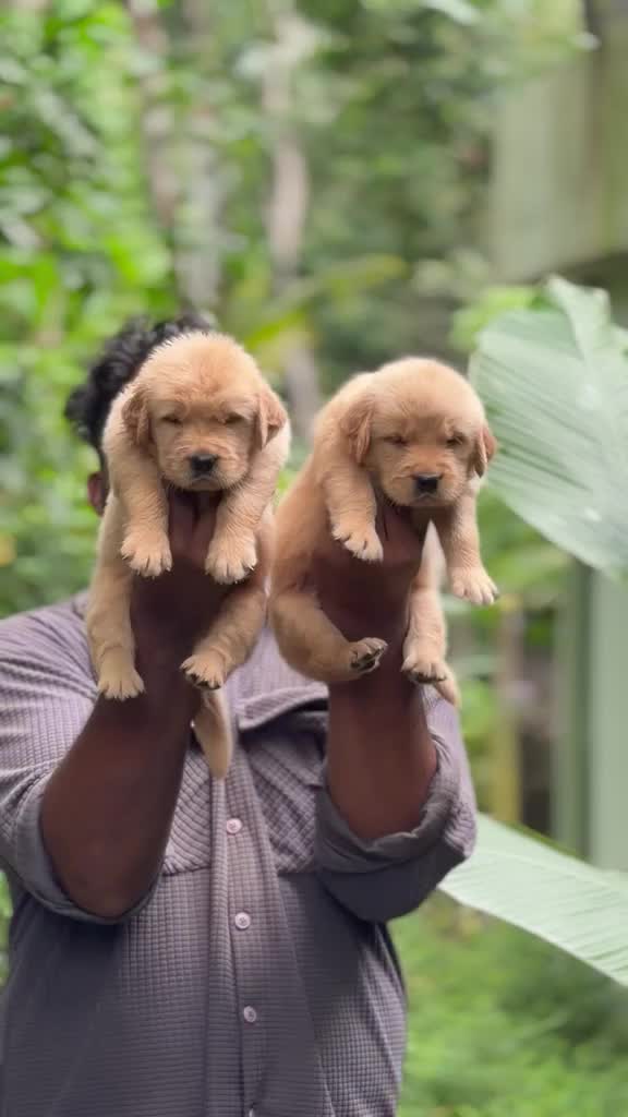 Golden Retriever, farm video