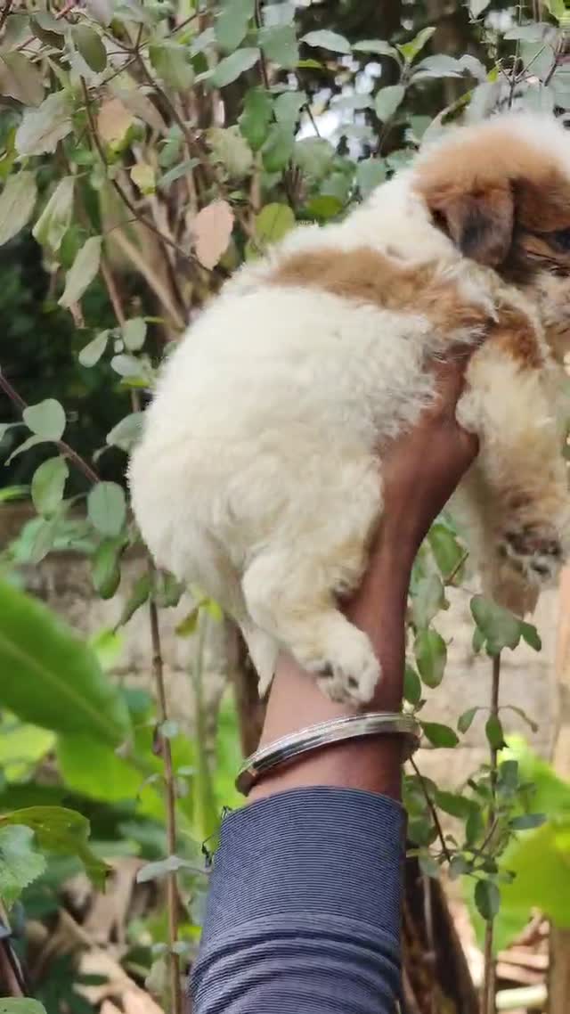 Shih Tzu | Black Color, farm video