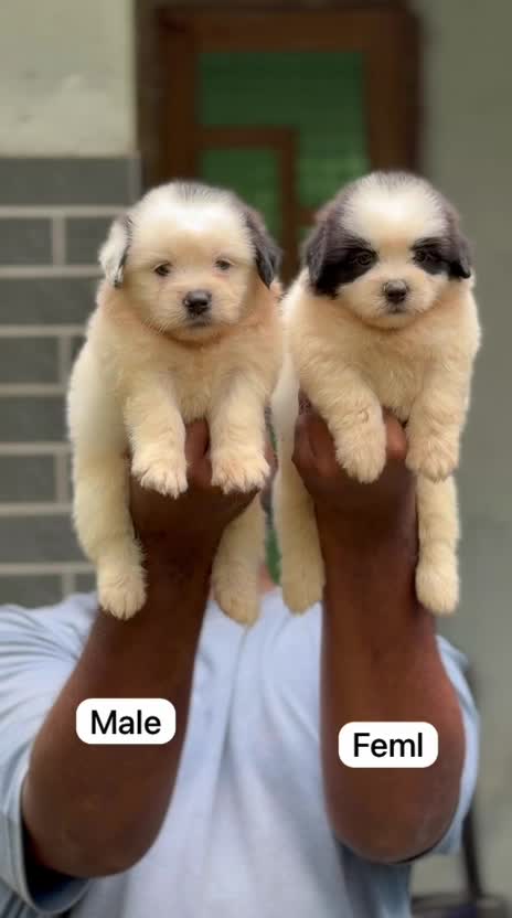 Shih Tzu | Black Color, farm video