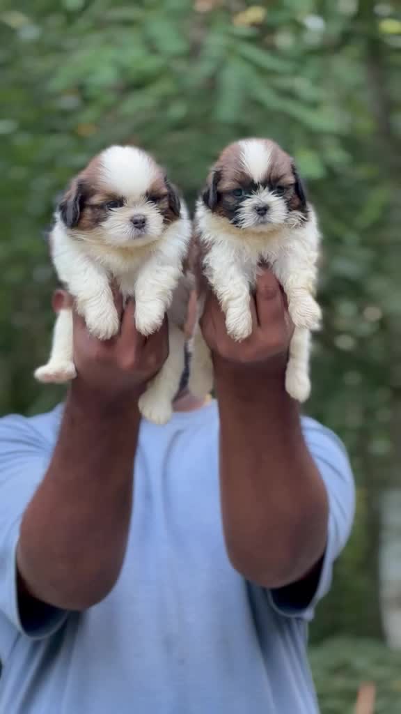 Shih Tzu | Black Color, farm video