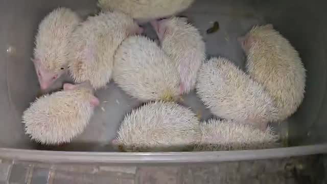 Hedgehogs Babies & Adults, farm video