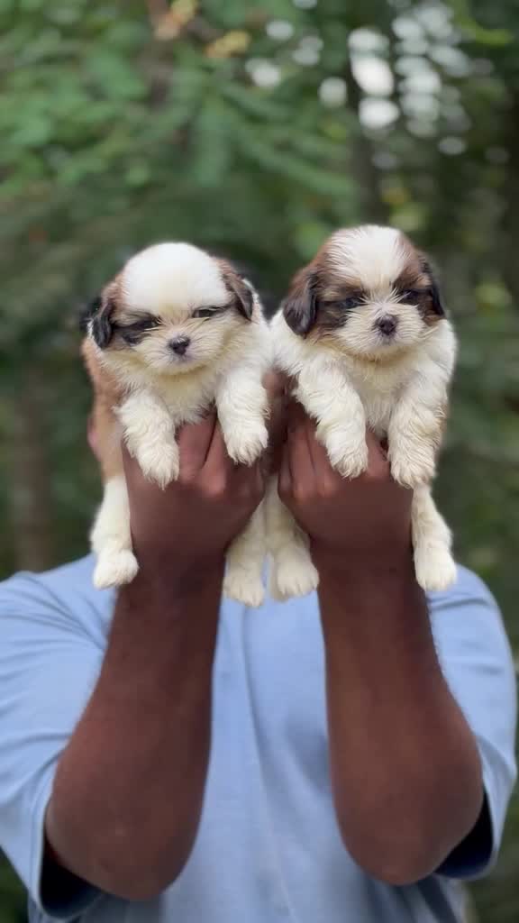 Shih Tzu | Black Color, farm video