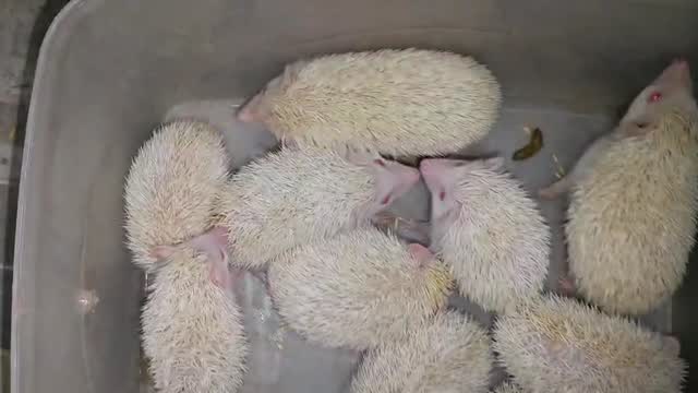 Hedgehogs Babies & Adults, farm video