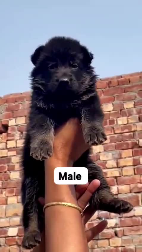 German Shepherd Puppy, farm video