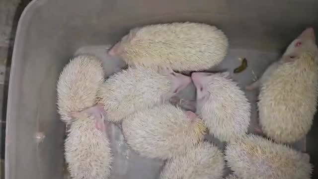 Hedgehogs Babies & Adults, farm video