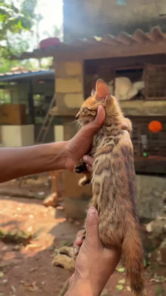 Bengal Kitten, farm video