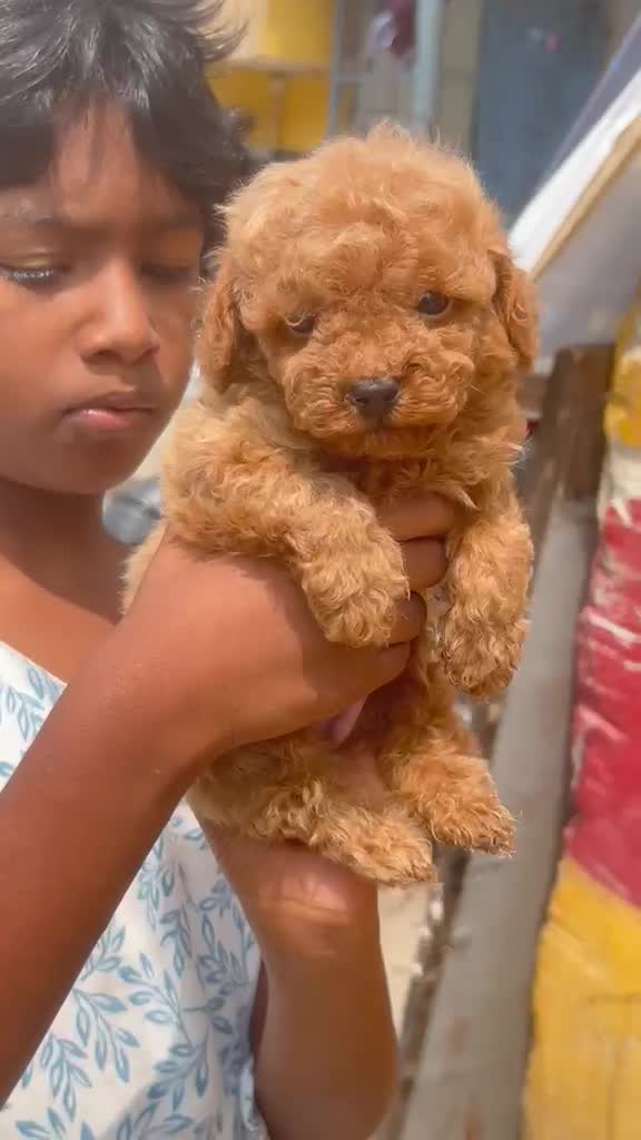 Standard Poodle Puppy, farm video