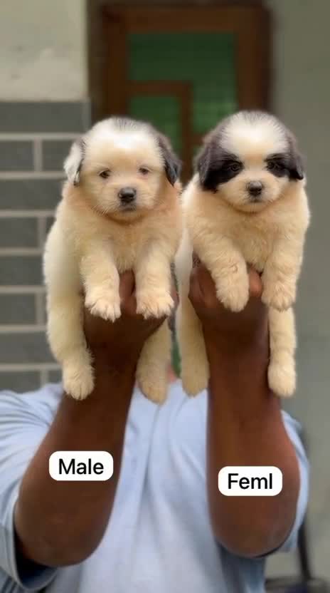 Shih Tzu | Black Color, farm video