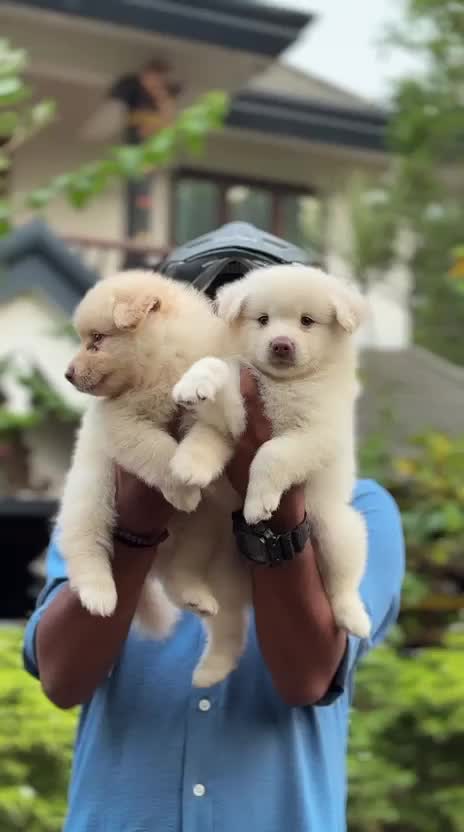 German Shepherd Puppy, farm video
