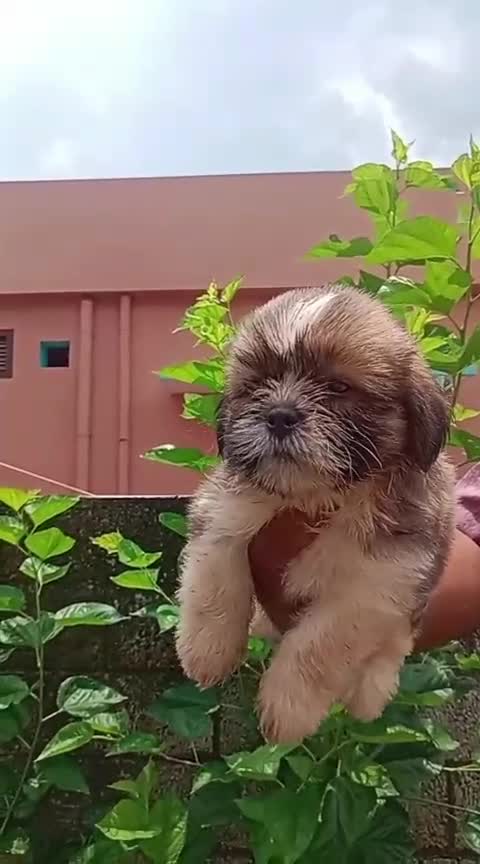 Shih Tzu | Black Color, farm video