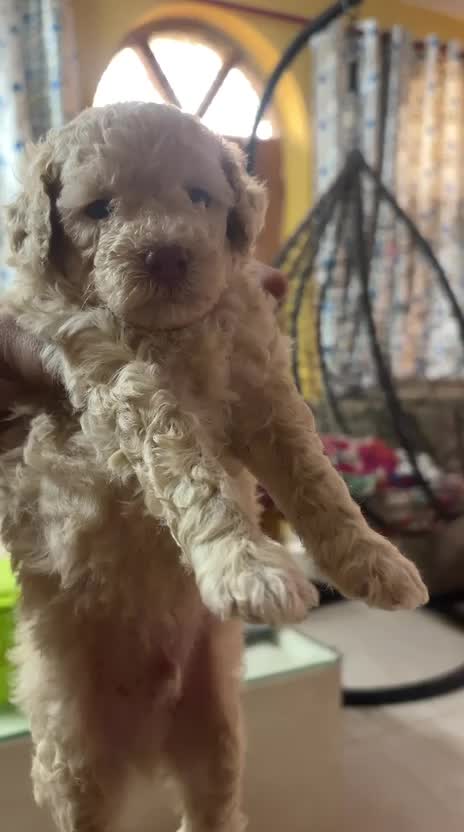 Standard Poodle Puppy, farm video