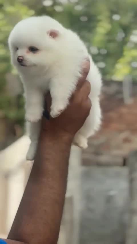 Pomeranian Puppy, farm video