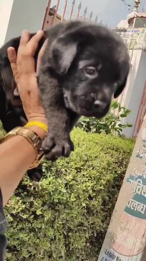 Beagle Black & Tan Puppy, farm video