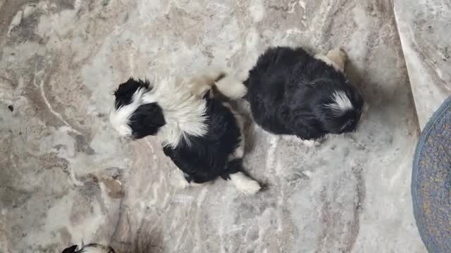 Shih Tzu Puppy Brown & Black, farm video