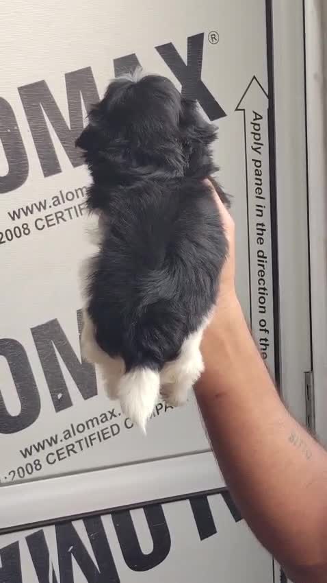 Shih Tzu Puppy Brown & Black, farm video