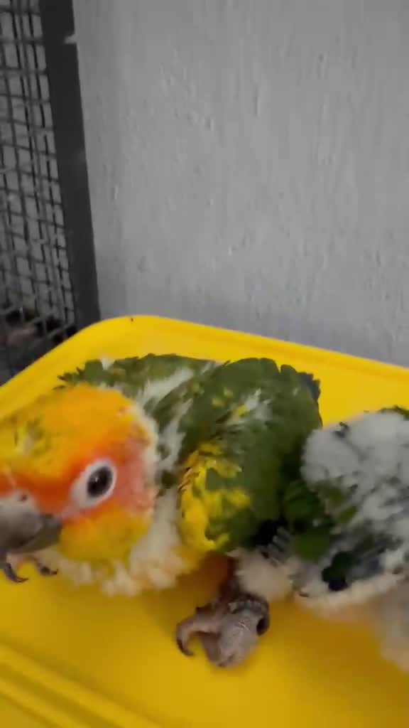Small Cheek Conure, farm video