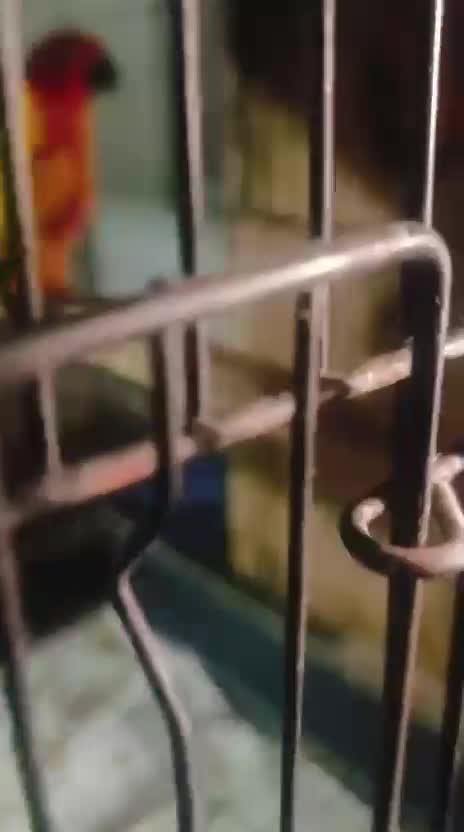 Small Cheek Conure, farm video