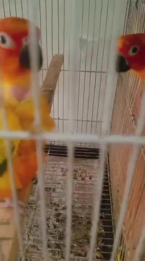 Small Cheek Conure, farm video