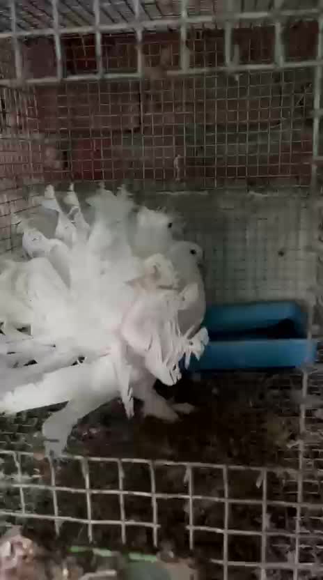 Chotiyal Pigeon, farm video