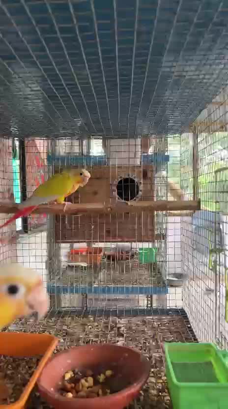 Small Cheek Conure, farm video