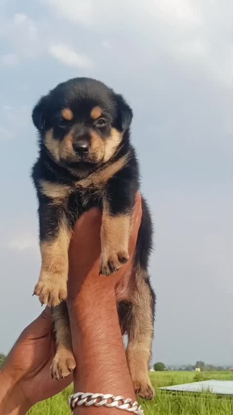 Rottweiler Puppy, farm video