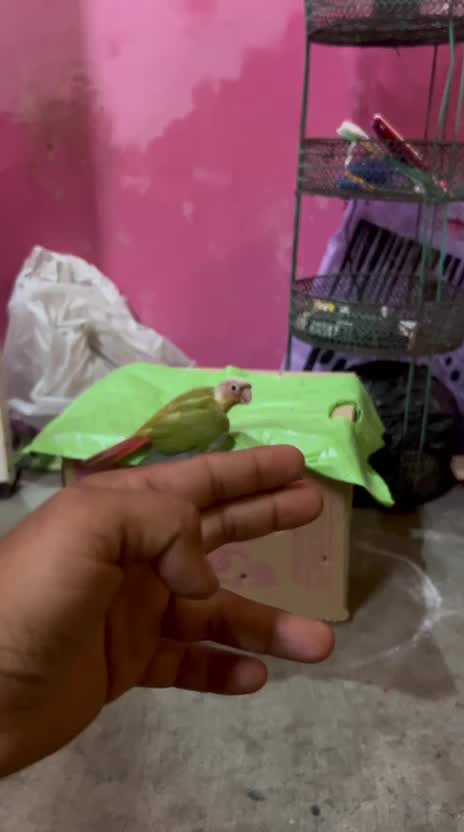 Pineapple Headed Conure, farm video