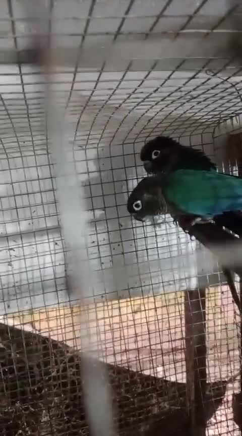Green Cheek Conure, farm video