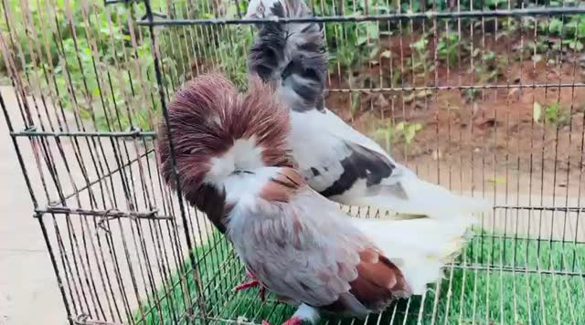 Chotiyal Pigeon, farm video