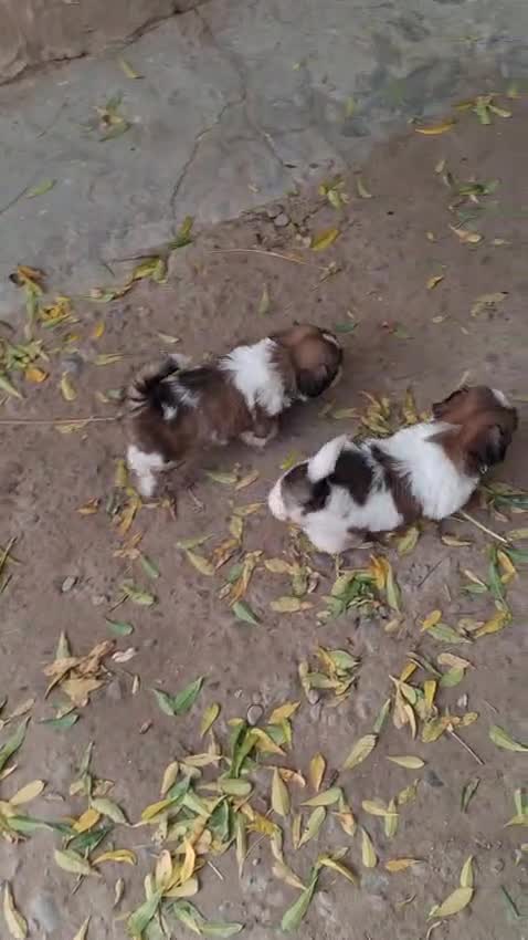 Shih Tzu | Black Color, farm video