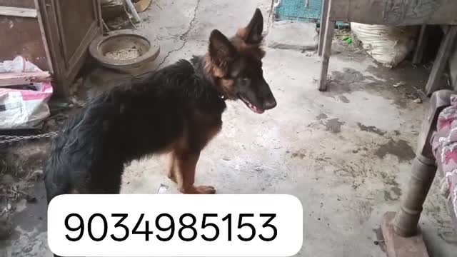 German Shepherd Puppy, farm video
