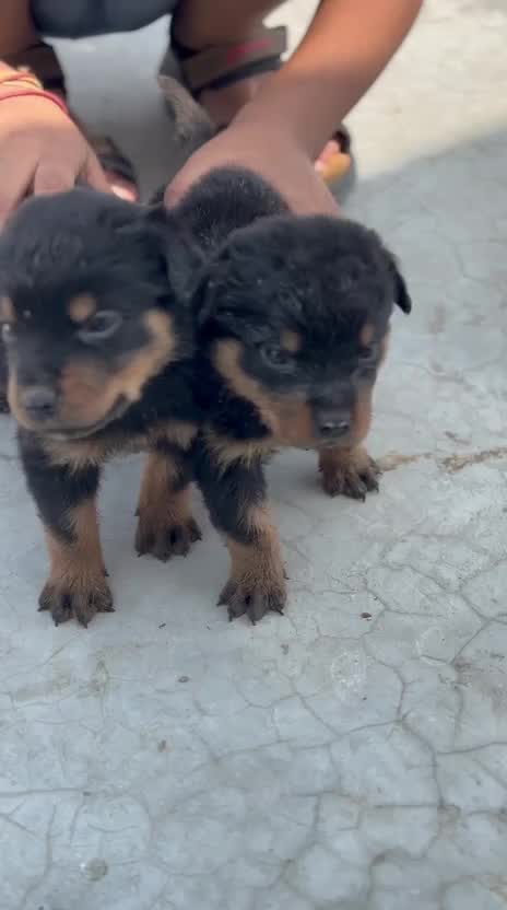Rottweiler Puppy, farm video