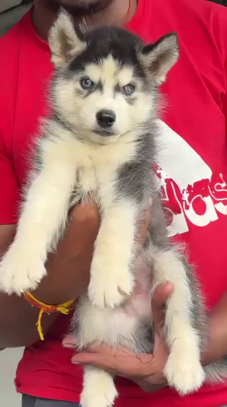 Siberian Husky Puppy | Black & White Color, farm video